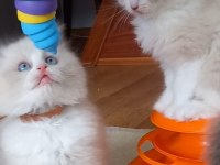 Safkan Ragdoll Bebekler