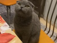 ÜCRETSİZ SAHİPLENDİRME KEDİMİZ
