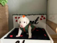 0 numara maltese terrier yavrusu