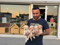 shoooowwww kalite maltipoo yavrular ankara mağazamızda 