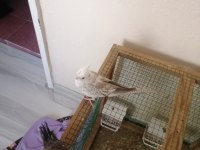 Kuşlar full evcil konuşuyor erkek olan isteyene vidyo atarım
