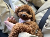 1 yaşında dişi toy poodle