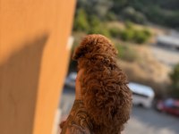 MUAZZAM ANATOMİ KORE TEACUP DİŞİ POODLE