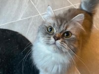 9-10 Aylık Dişi British Longhair (Ücretsiz Sahiplendirme)
