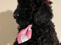 Bir avuç mutluluk toy poodle
