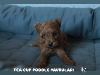 TOY POODLE RED BROWN YAVRULARIMIZ