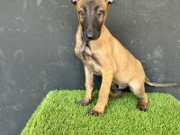 Erkek Malinois Yavrum