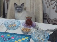 Dişi kedime acil erkek arıyorum