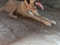 Sahibinden orijinal beş aylık erkek kangal köpeği