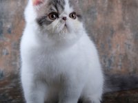 CFA ŞECERELİ SHOW KALİTE ERKEK KEDİMİZ