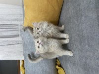 GOLDEN DİŞİ BEBEK KEDİLER