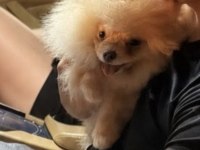 7.5 Aylık Dişi Pomeranian Uyguna