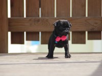 Black lekesiz pug bebeğimiz hazır