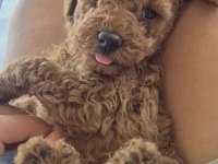 EVİNİZİN POODLE PRENSESLERİ VE PRENSLERİ 2 AYLIK
