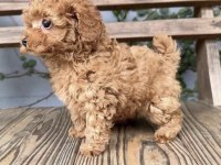 Yavru Toy Poodle