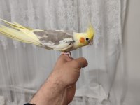 3 adet adet sultan papağanım var evcildir konuşur