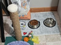 Scottish fold yavrumuza yeni yuva arıyoruz