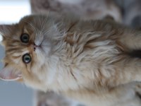 British longhair erkek kedimiz