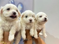Maltese terrier yavrum 55 günlük