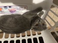 Scottish fold dişi ve erkek kediler