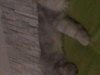 1 yaşında safkan erkek chincilla