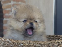 Irk garantili saf kan pomeranian