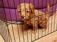 Anne Altından Toy Poodle