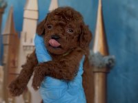Red brown Kore toy poodle
