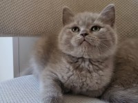 Scottish fold ve british yavrular