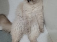 MÜKEMMEL IRK ASİL SCOTTİSH FOLD KEDİMİZ