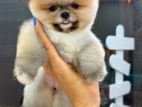 Dişi ve erkek pomeranian yavrular