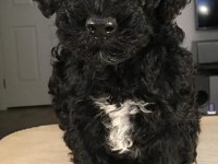 Tuzla ücretsiz terrier