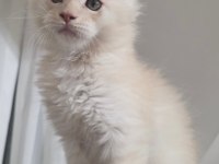 Kusursuz Soy Ağacından Gelen Erkek Maine Coon