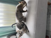 Tekir 1 dişi 1 erkek 1.5 aylık