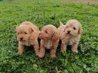 Maltipoo Bebekler