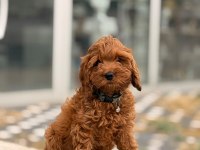 A kalite toy poodle dişi erkek yavrular