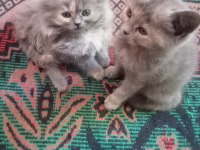 British longhair yavru kediler