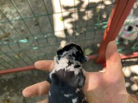 Köpeğimiz Sizi bekliyorlar