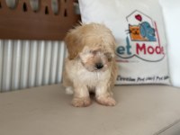 Petmode köpek çiftliğinden maltipoo yavrularımız