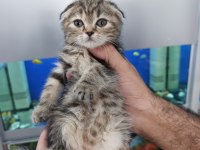 55 günlük son 4 yavru scottish fold