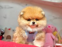 Teddy turuncu ayı surat pomeranian