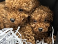 MÜKEMMEL TOY POODLE YAVRULAR