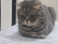 KEDİMİZ KRALA YENİ YUVA ARIYORUM