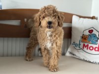 Petmode köpek çiftliğinde ziyarete açık maltipoo