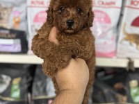 Red Brown Toy Poodle Yavrumuz