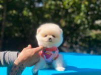 Minik pomeranian köpekler