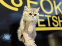 BRİTİSH SHORTHAİR GOLDEN KEDİMİZ