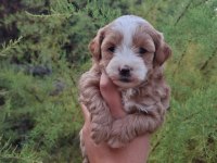 F1 0 NUMARA MALTİPOO YAVRULARIM GELDİ