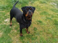 A Kalite Dişi Rottweiler