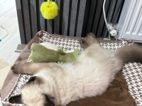 5 Aylik British Longhair Blue Point